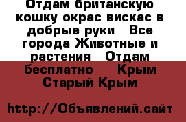 Отдам британскую кошку окрас вискас в добрые руки - Все города Животные и растения » Отдам бесплатно   . Крым,Старый Крым